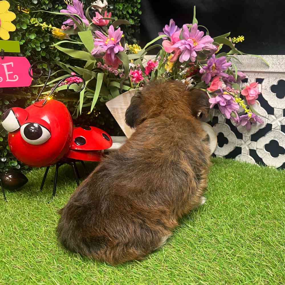 carousel pet images