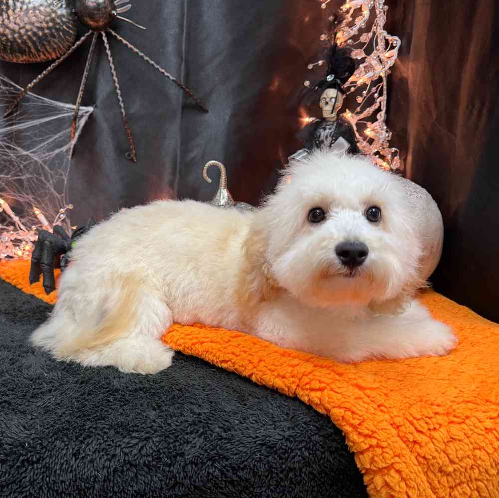 carousel pet images