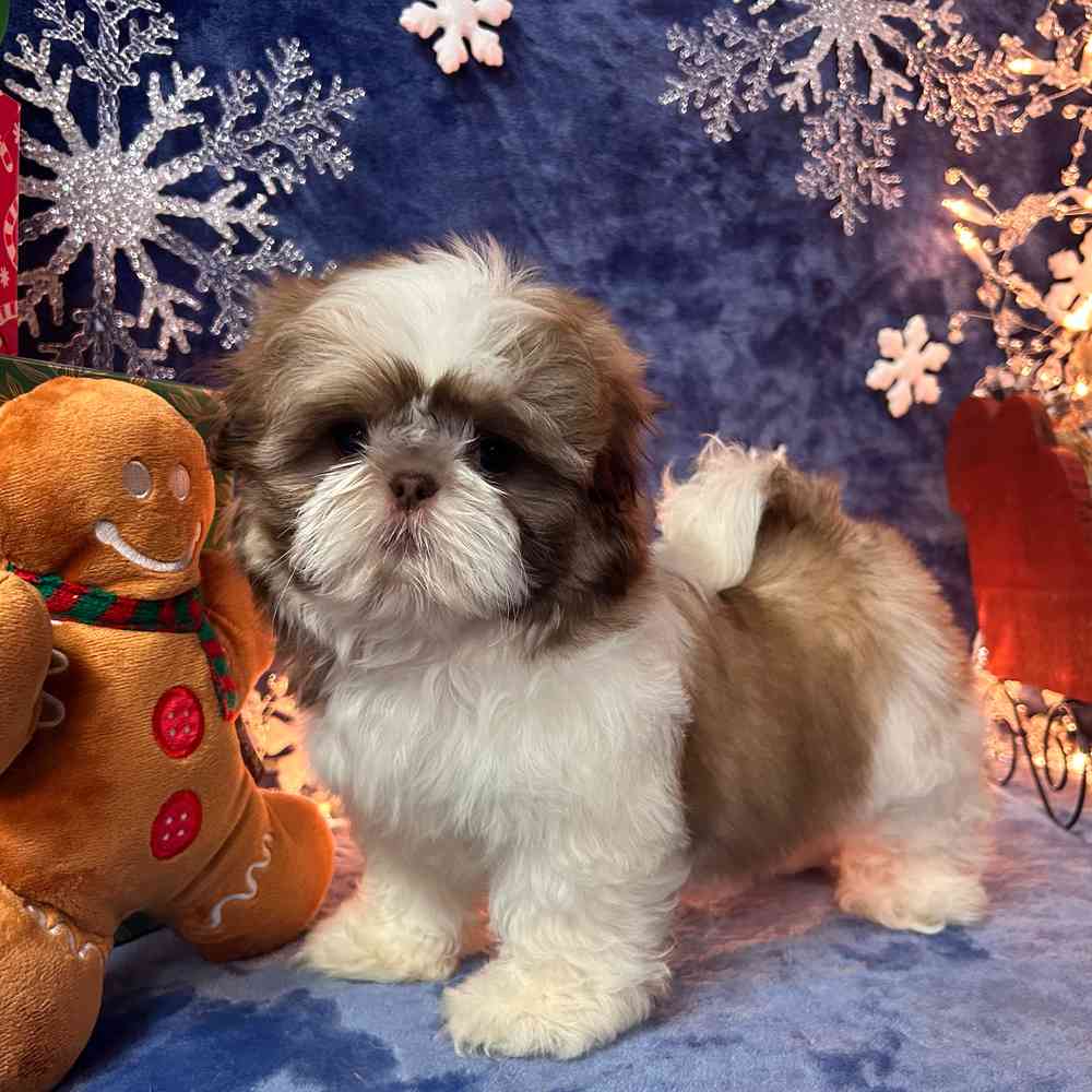 carousel pet images