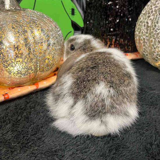 Holland Lop