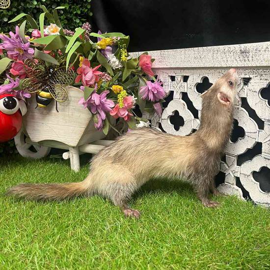 Ferret