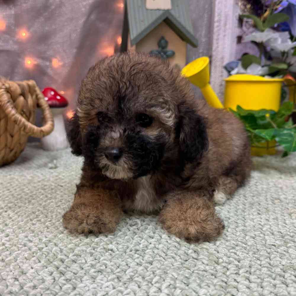 carousel pet images