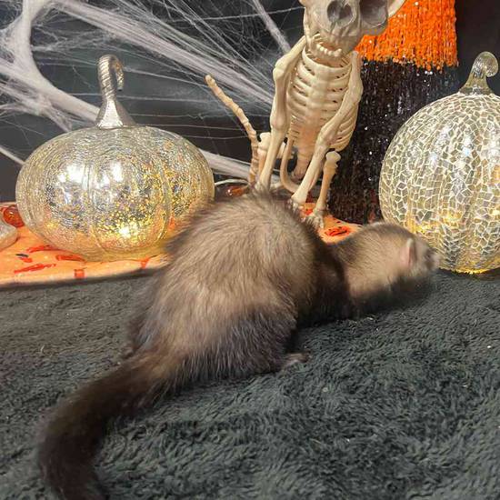 Ferret