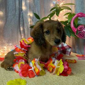 Dachshund