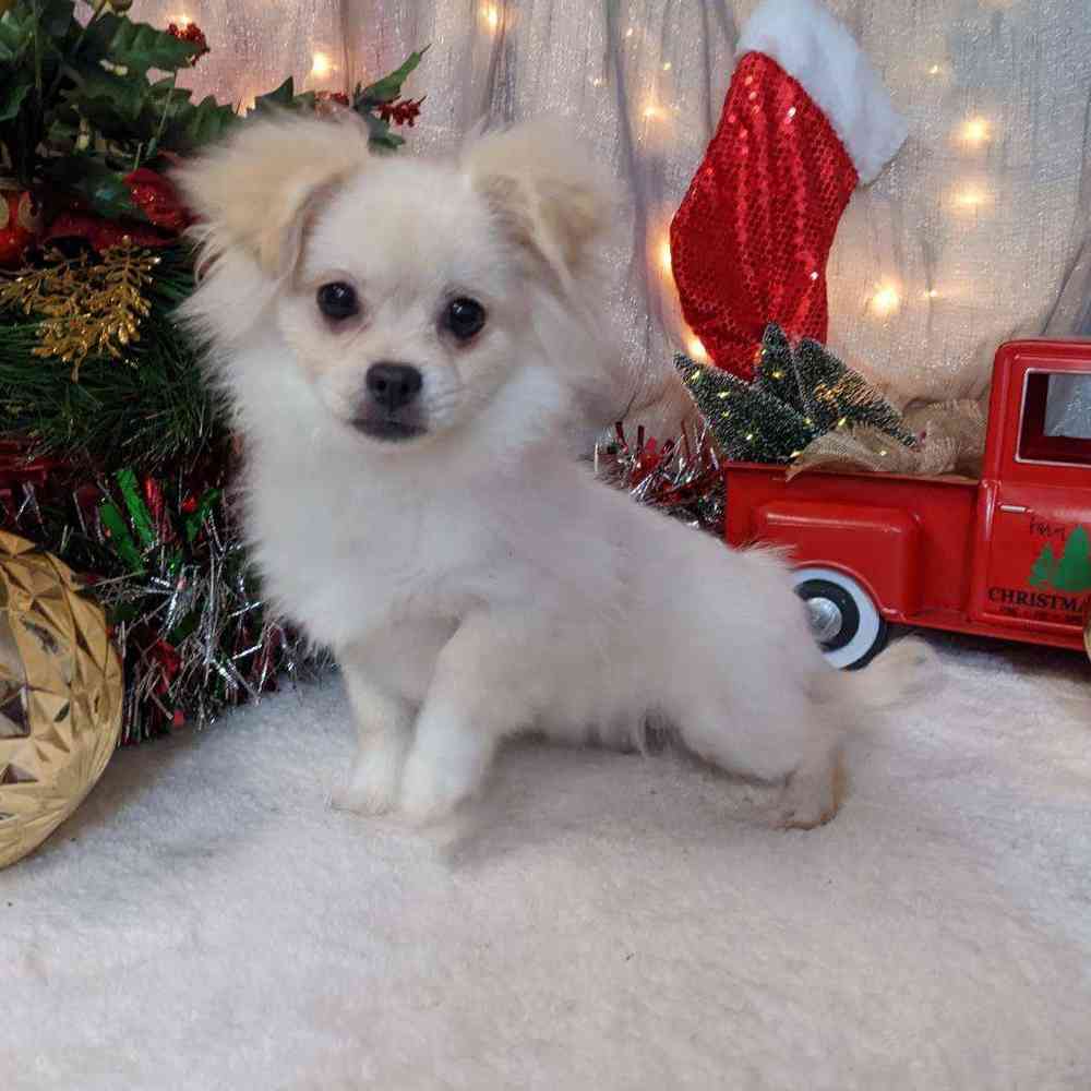 carousel pet images