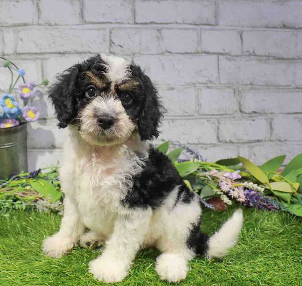 carousel pet images