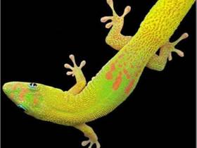 Day Gecko