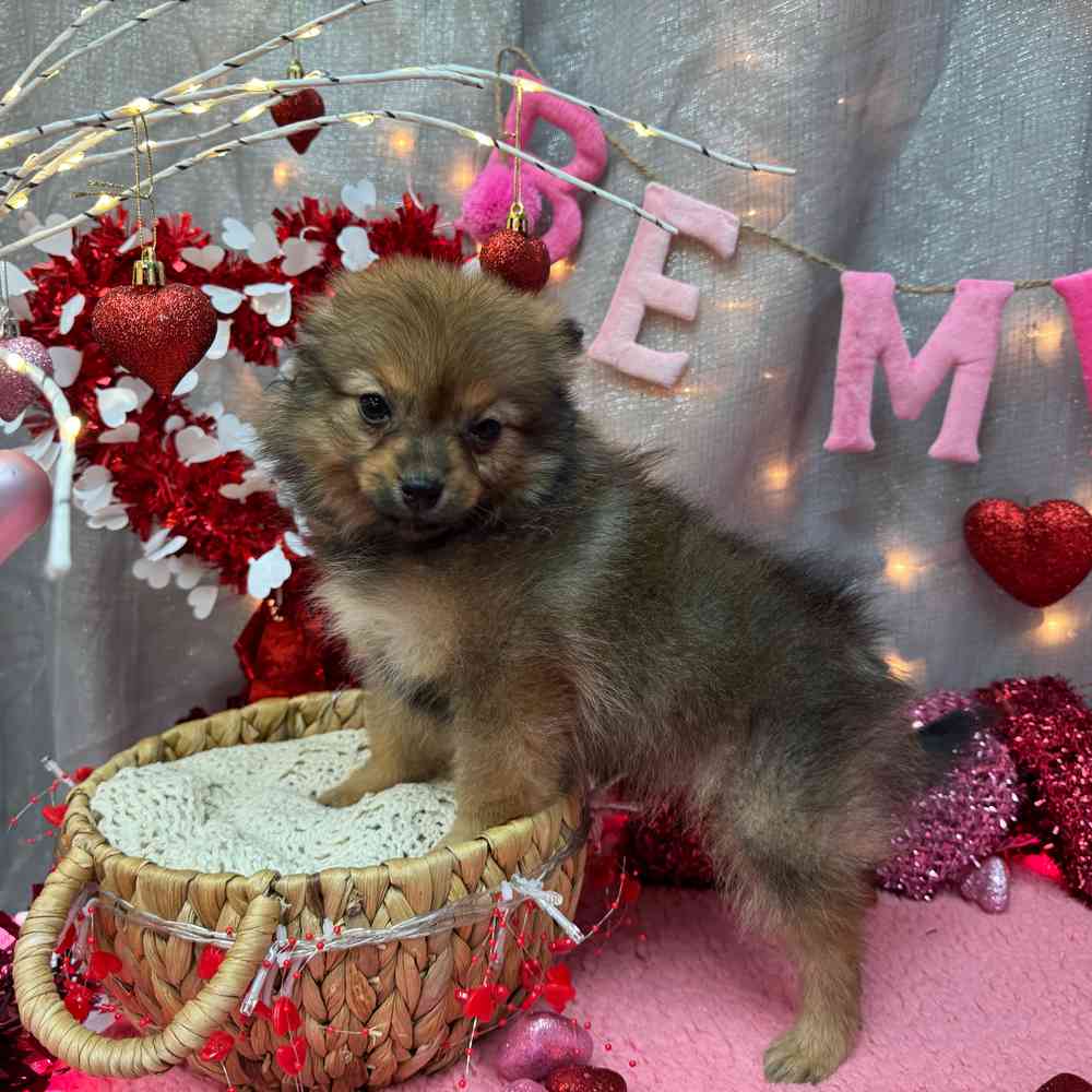 carousel pet images
