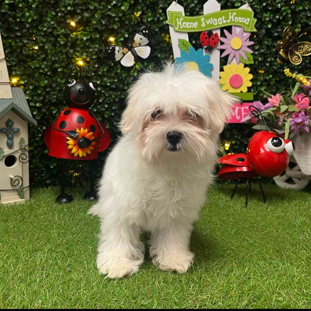 carousel pet images