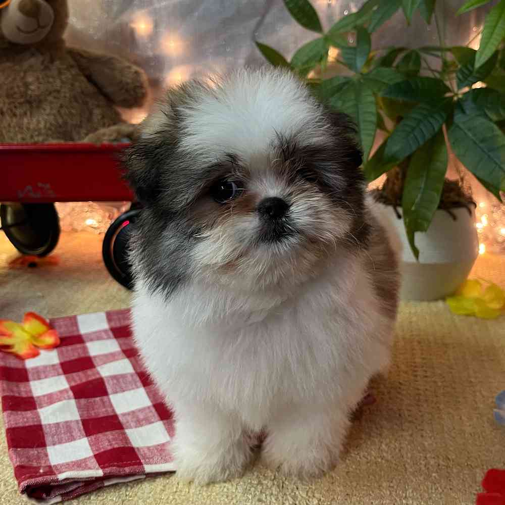 carousel pet images