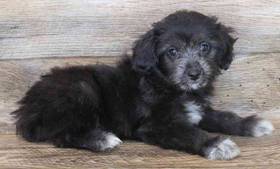 Mini Aussiedoodle