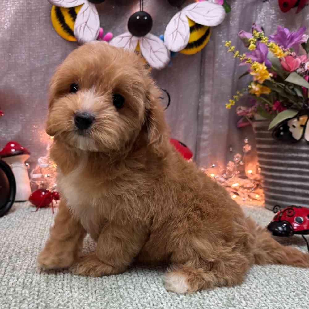 carousel pet images