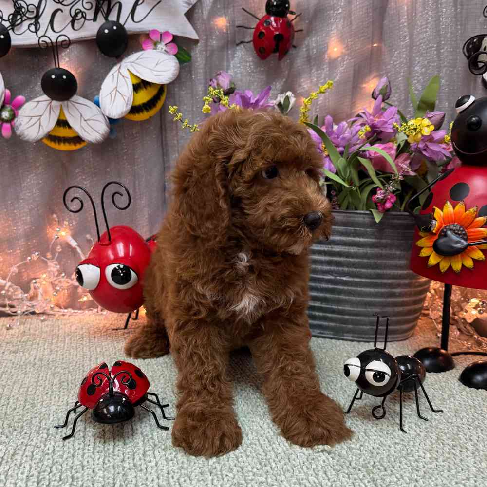 carousel pet images