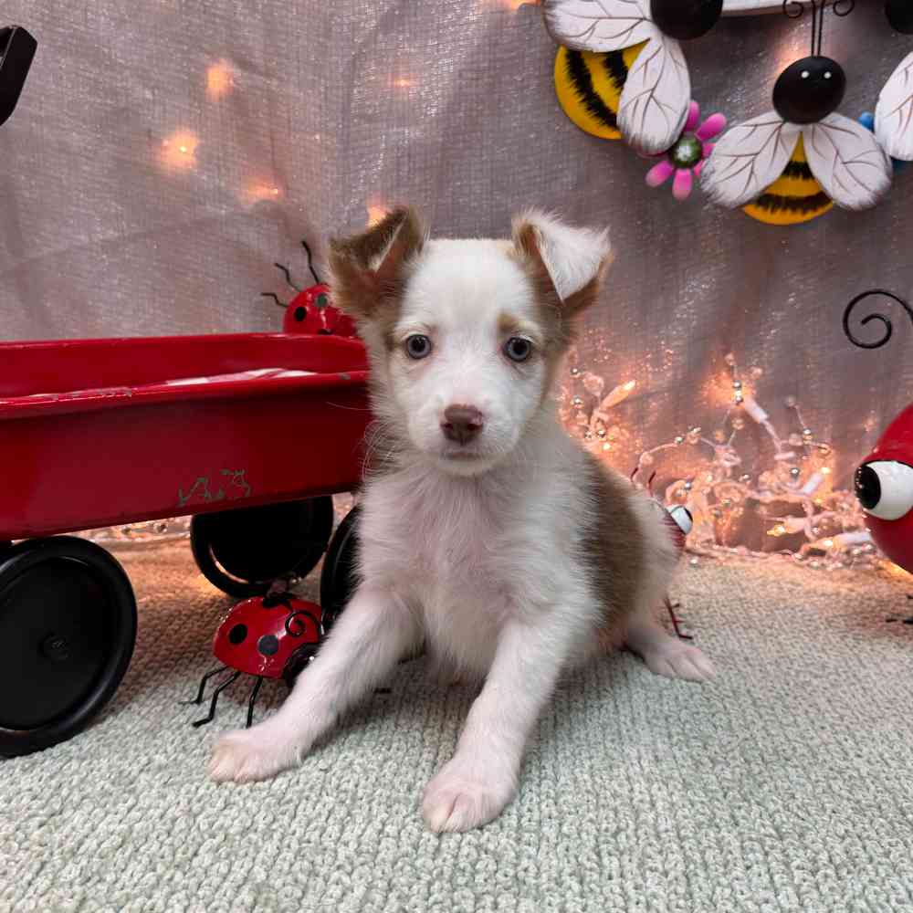 carousel pet images