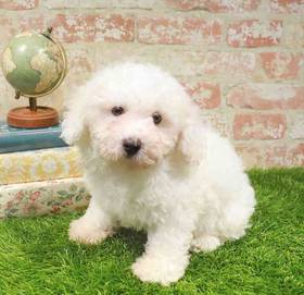 Bichon