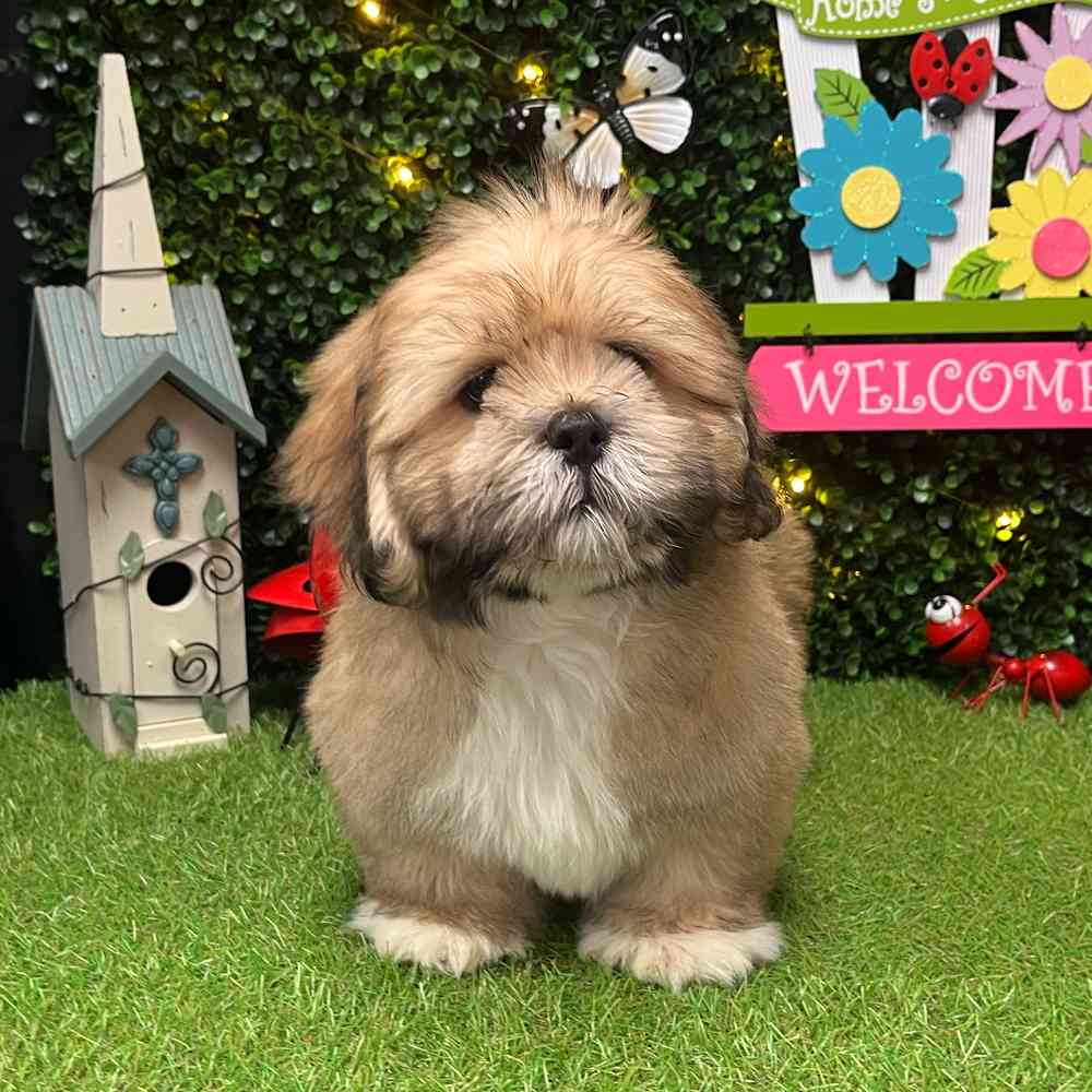 Image of a pet breed in the gallery