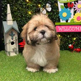 Lhasa Apso