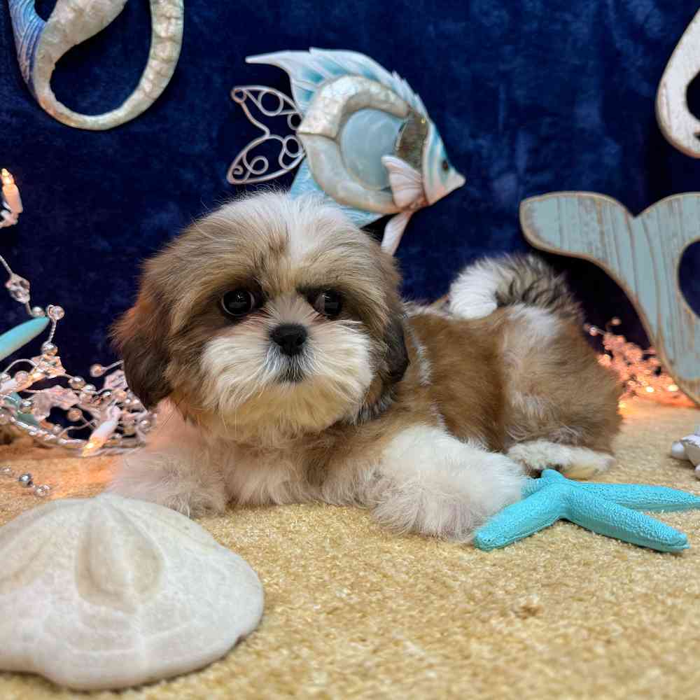 carousel pet images