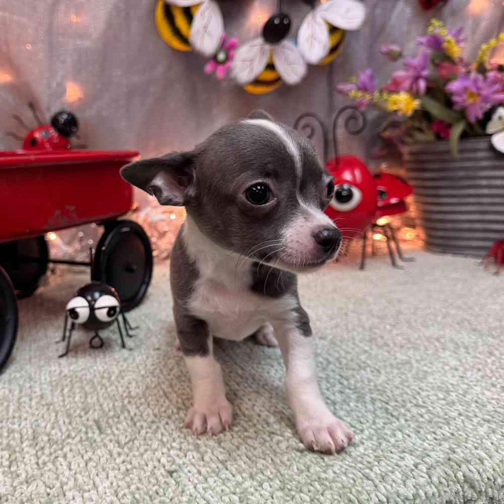 carousel pet images