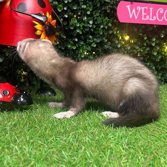 Ferret