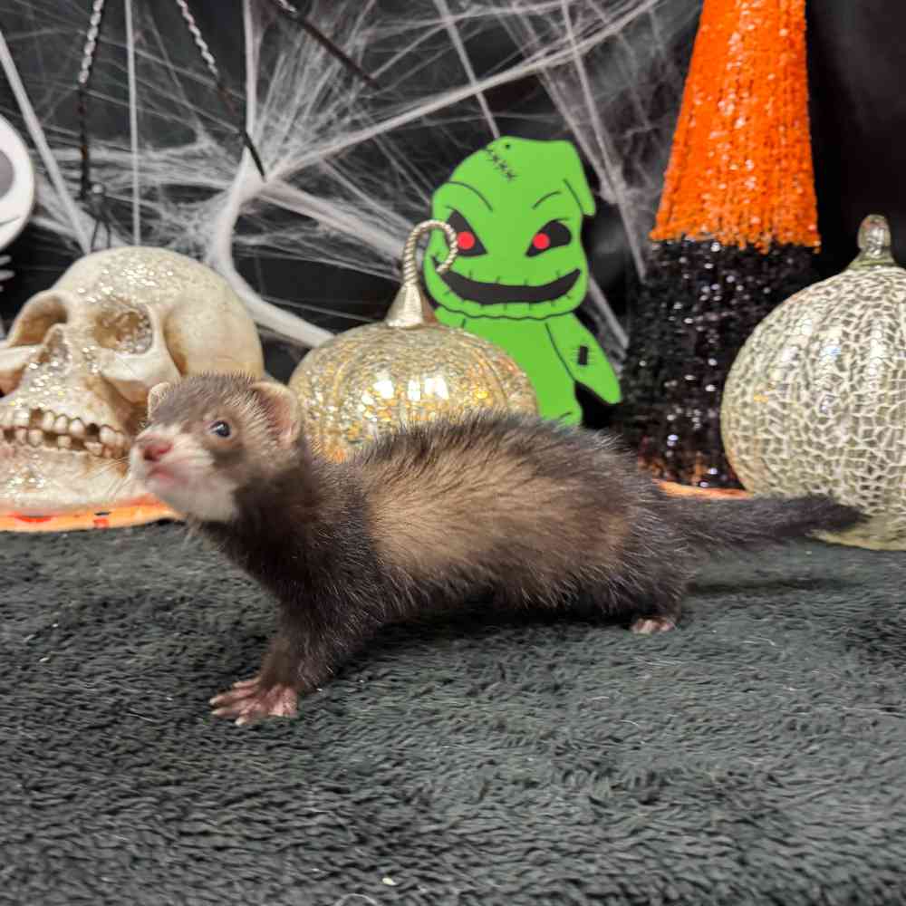 Image of a pet breed in the gallery