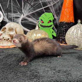 Ferret
