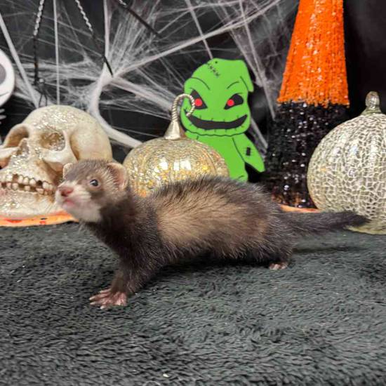 Ferret