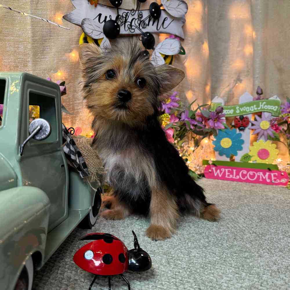 carousel pet images