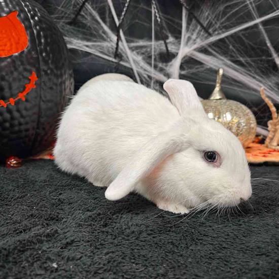 Flemish Giant Holland Lop Mix