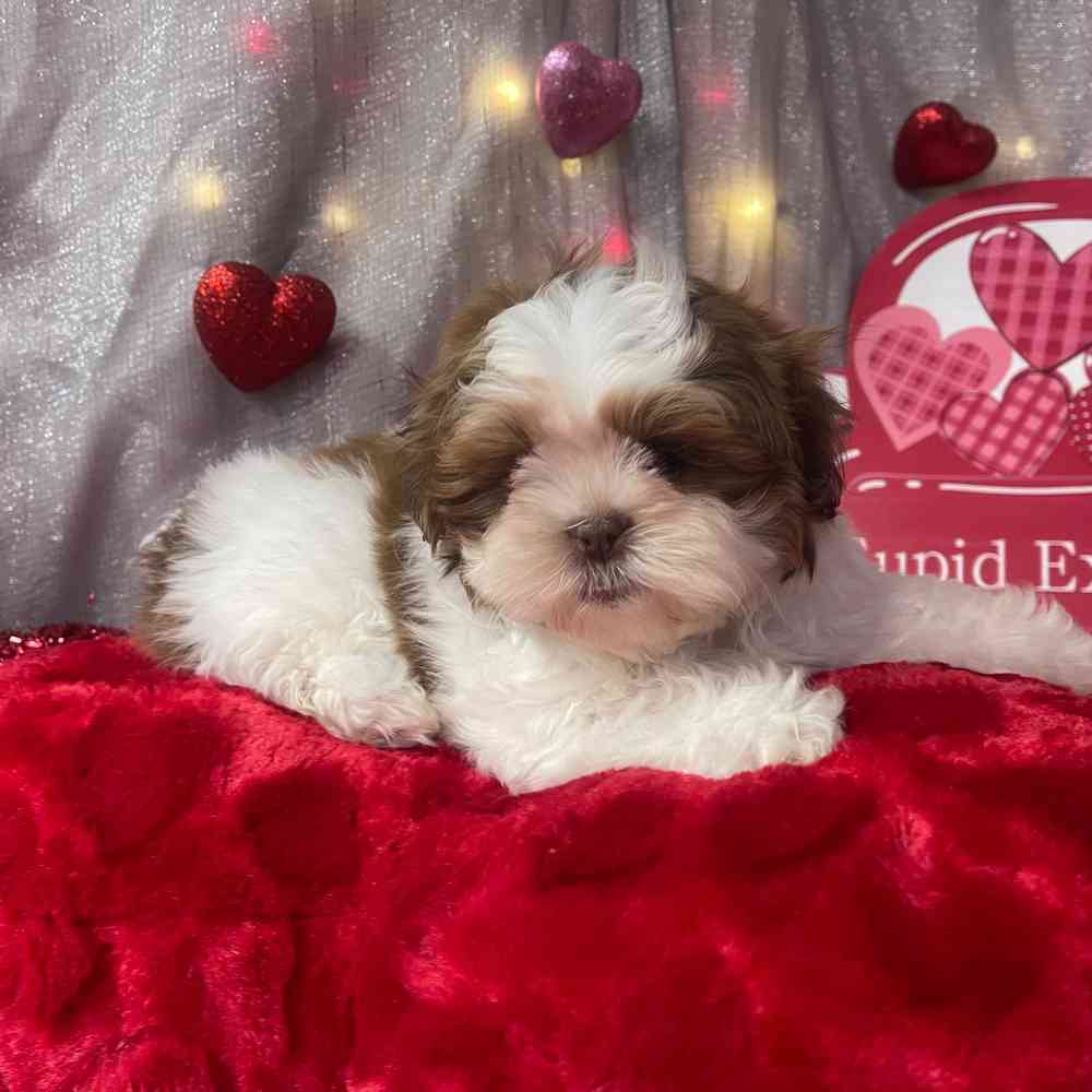 carousel pet images