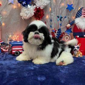 Shih Tzu