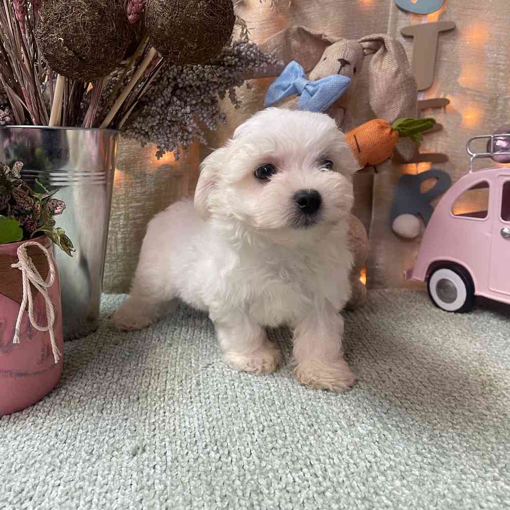 carousel pet images