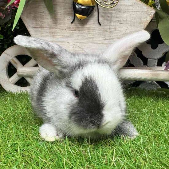Flemish Giant Holland Lop Mix