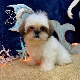 Shih Tzu