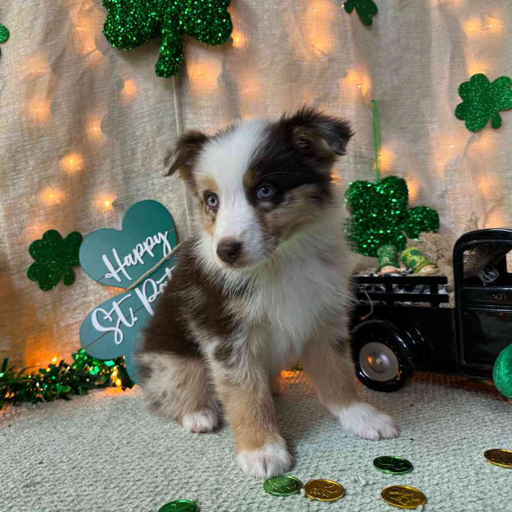 carousel pet images