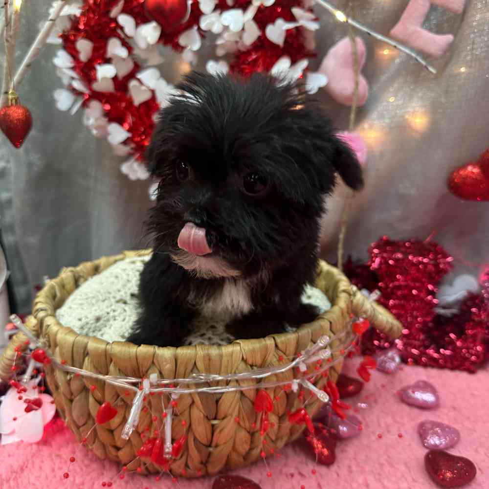 carousel pet images