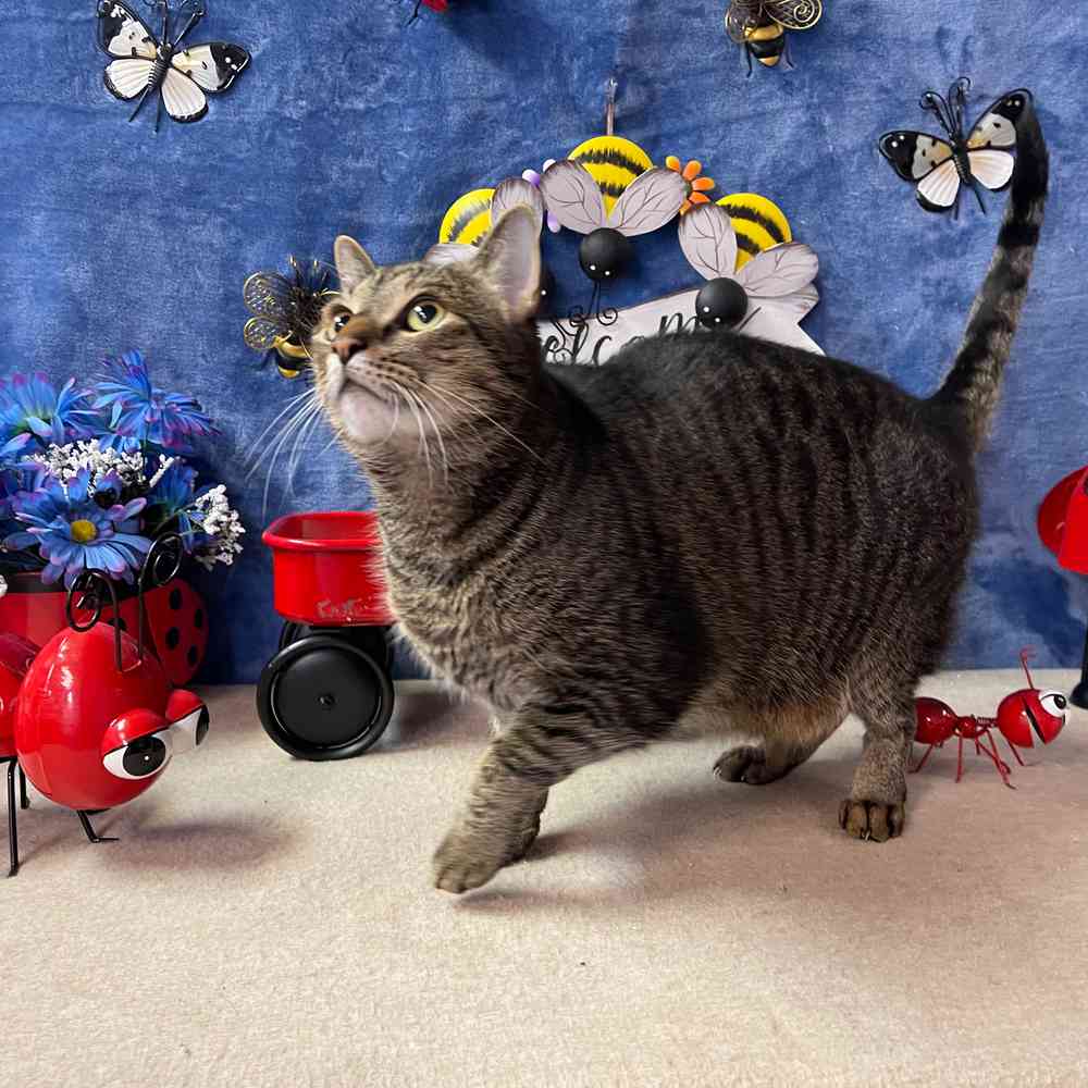 carousel pet images