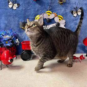Domestic Short Hair Adoption