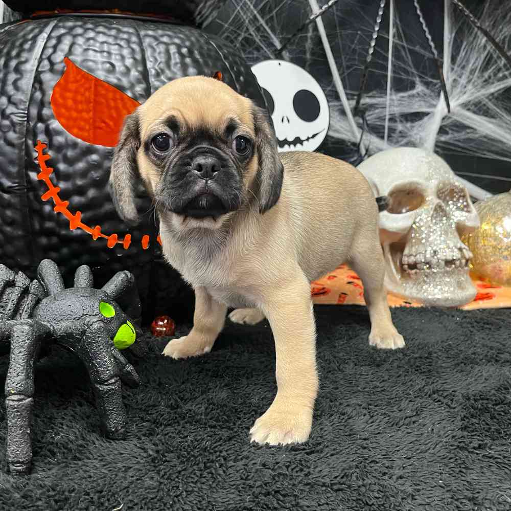 carousel pet images