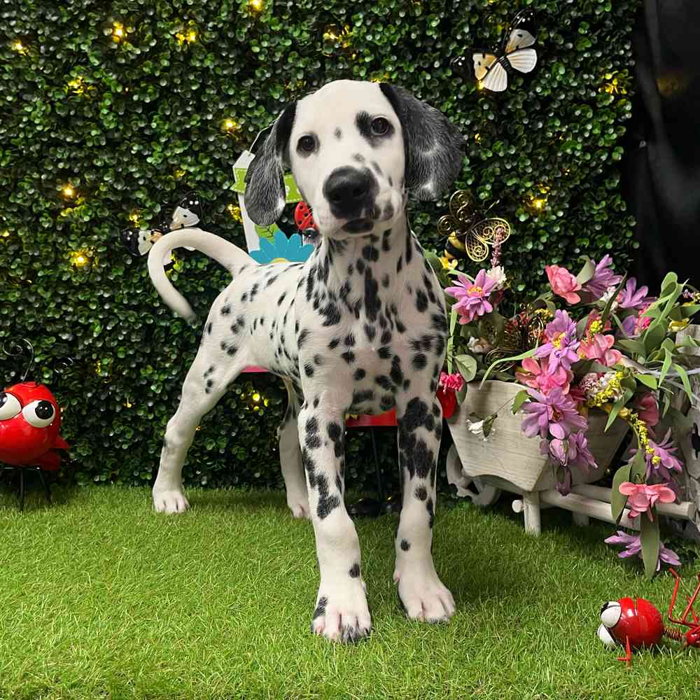 carousel pet images