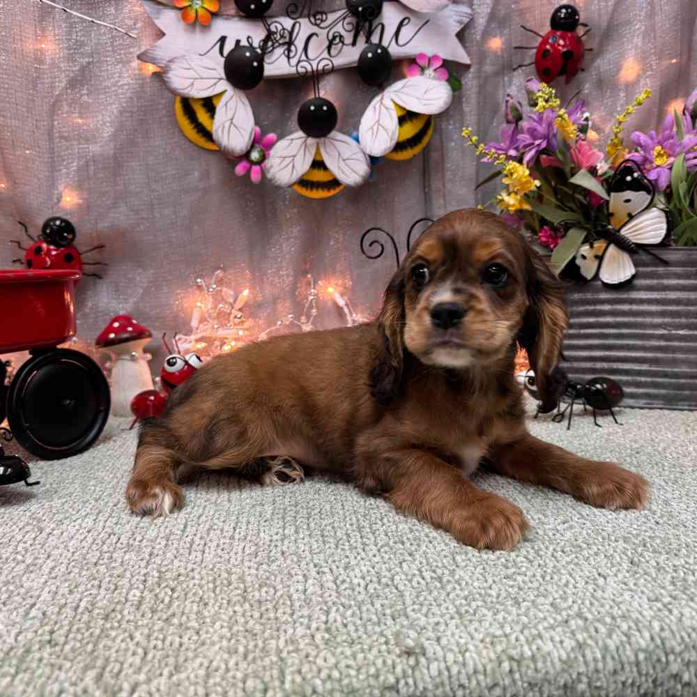 carousel pet images