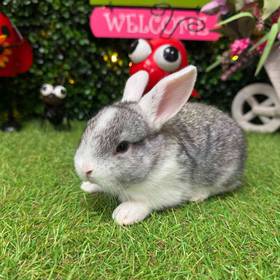 Flemish Giant Holland Lop Mix