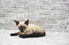 Siamese