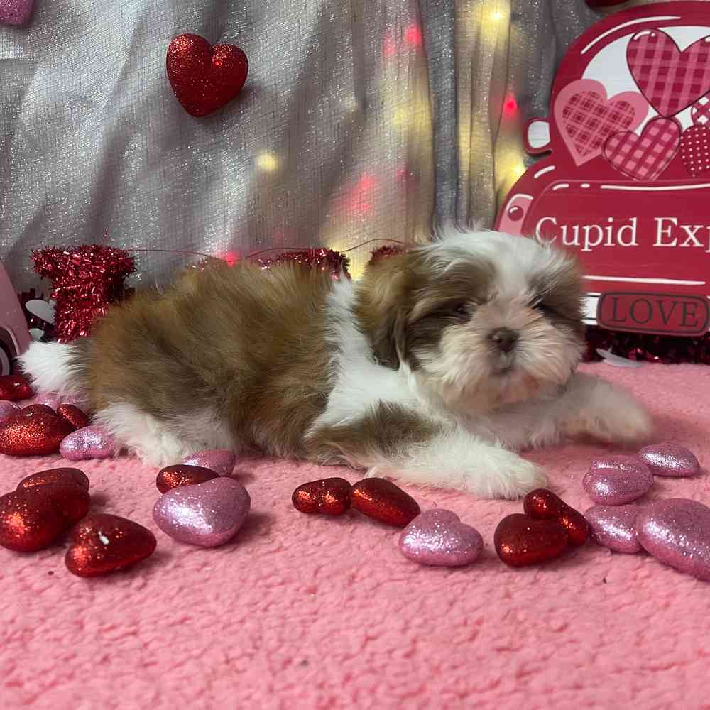 carousel pet images