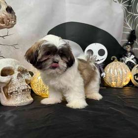 Shih Tzu