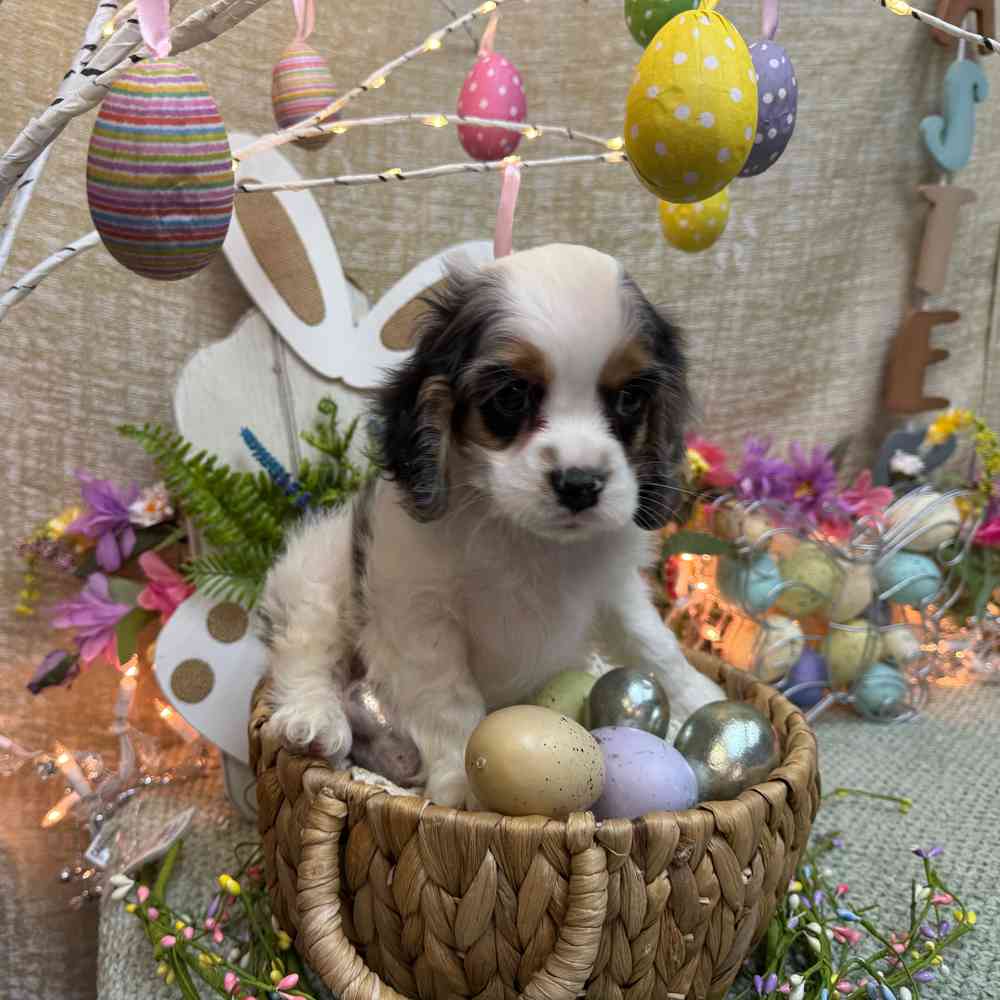 carousel pet images