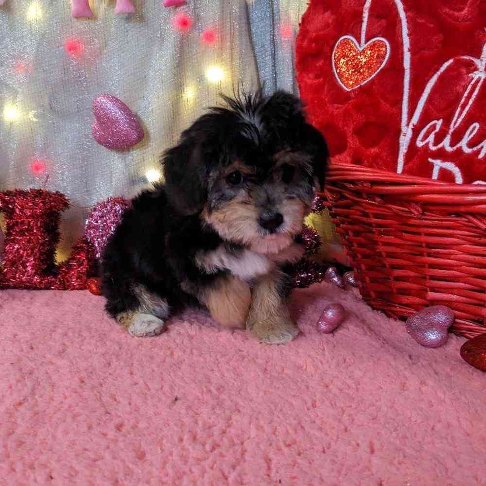 carousel pet images