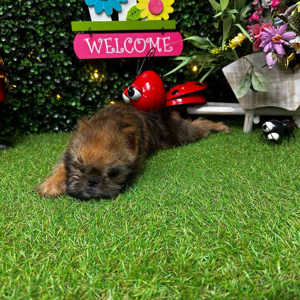 carousel pet images