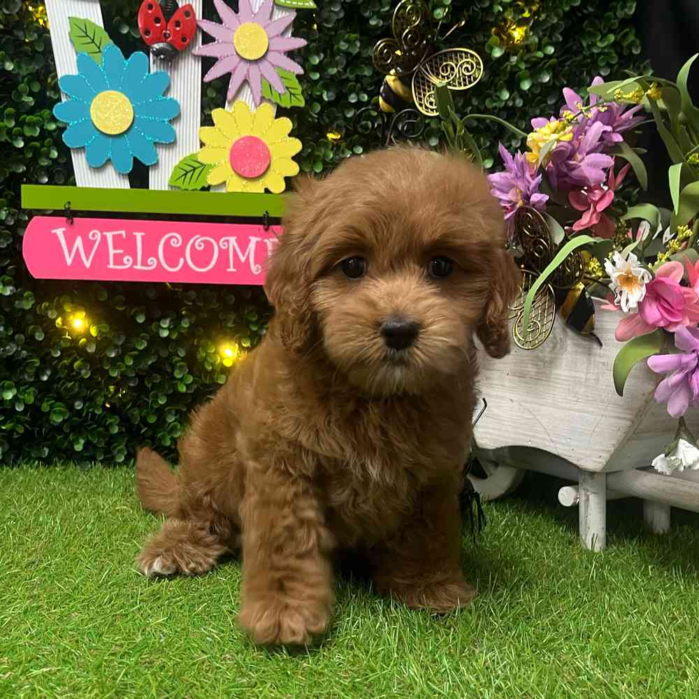 carousel pet images