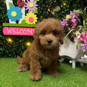 Miniature Goldendoodle